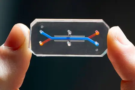 பெண் இனப்பெருக்க ஆரோக்கியத்தில் புதிய முன்னேற்றம்: “Vagina-on-a-Chip” தொழில்நுட்பம் மருத்துவ ஆராய்ச்சியை மாற்றுகிறது